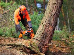 Best Storm Damage Tree Cleanup  in Glen Raven, NC