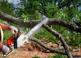 Best Tree Cabling and Bracing  in Glen Raven, NC