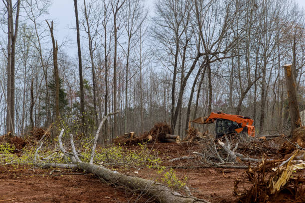 Tree and Shrub Care in Glen Raven, NC