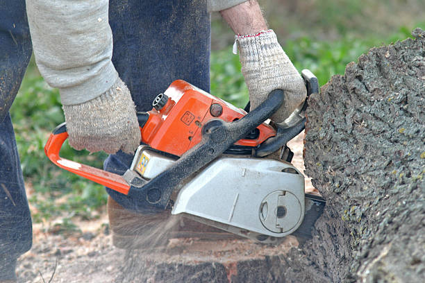 Best Leaf Removal  in Glen Raven, NC