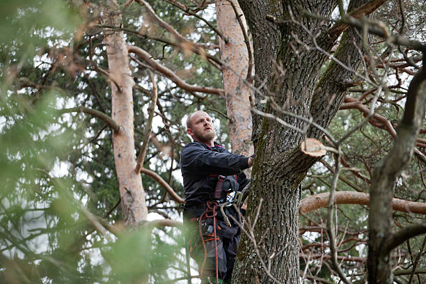 Best Tree Trimming and Pruning  in Glen Raven, NC